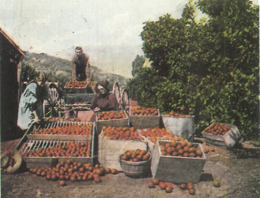 Photograph of early grove packing operation