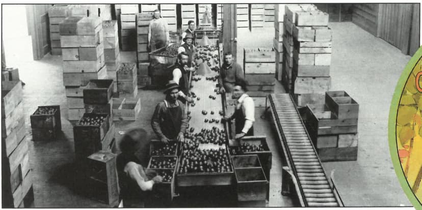Photograph of fruit sizing operation