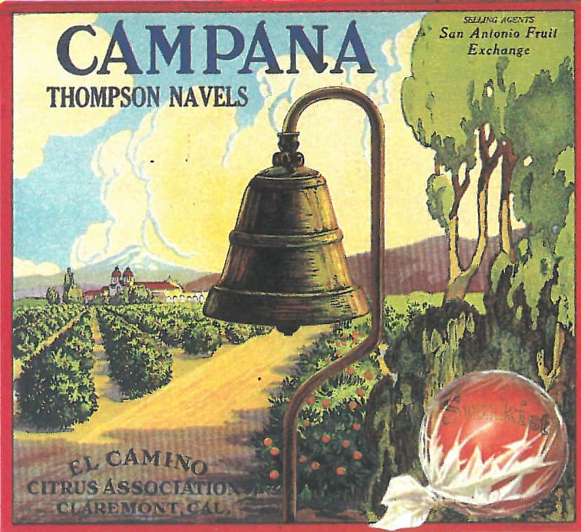 Campana — Thompson Navels
