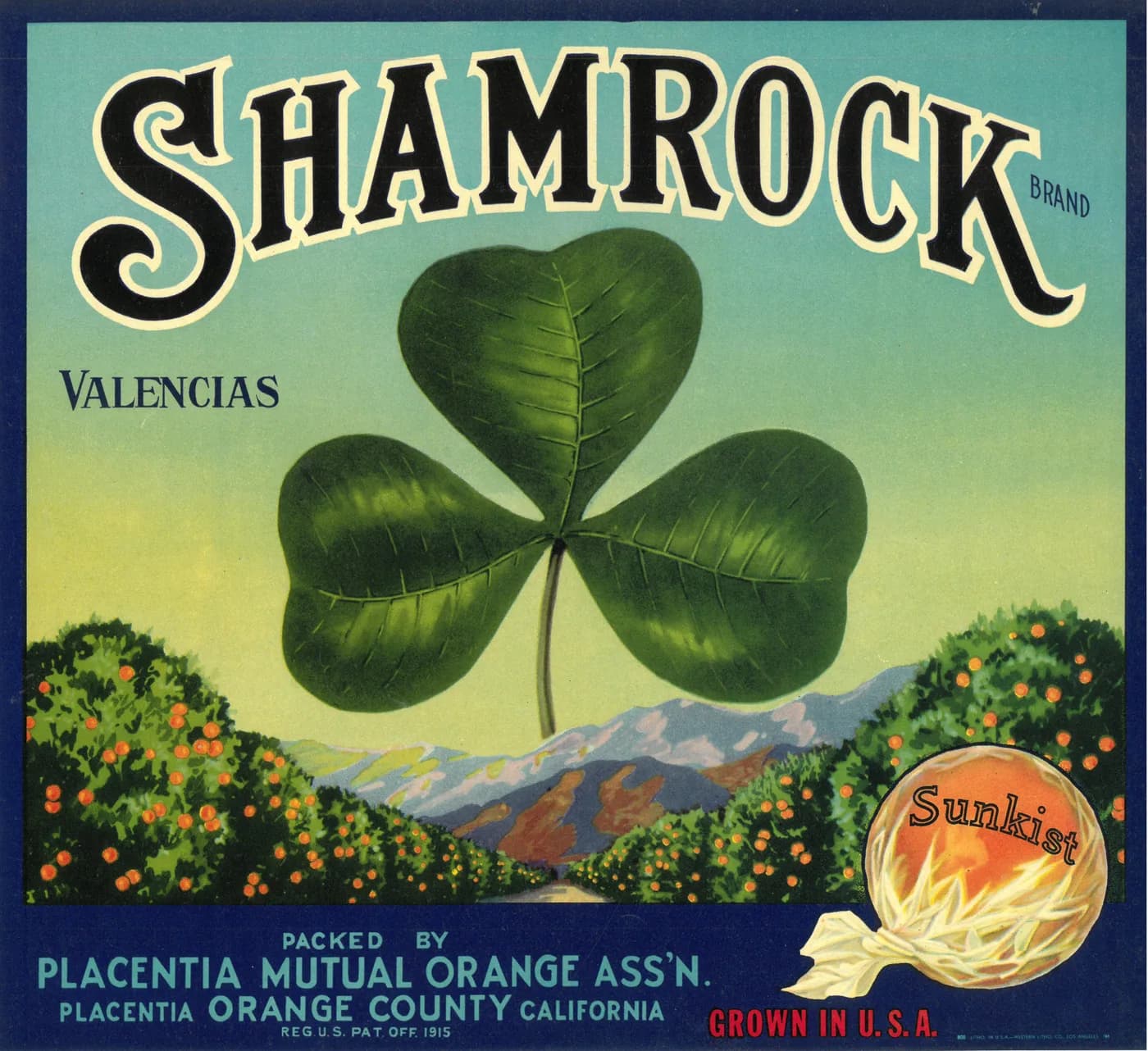 Shamrock, citrus crate label, valencias, Placentia, Orange County, California, 1930-1940