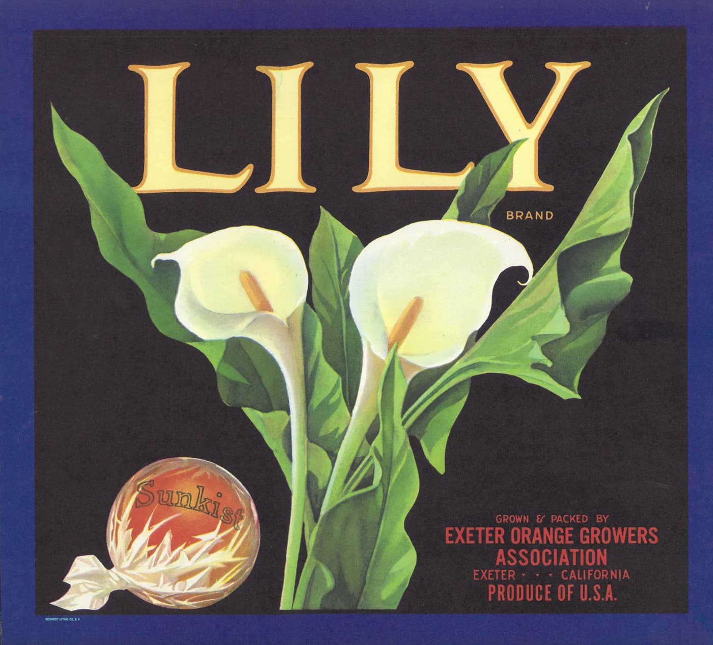 Lily, citrus crate label, navel orange, Exeter, California, 1920-1930