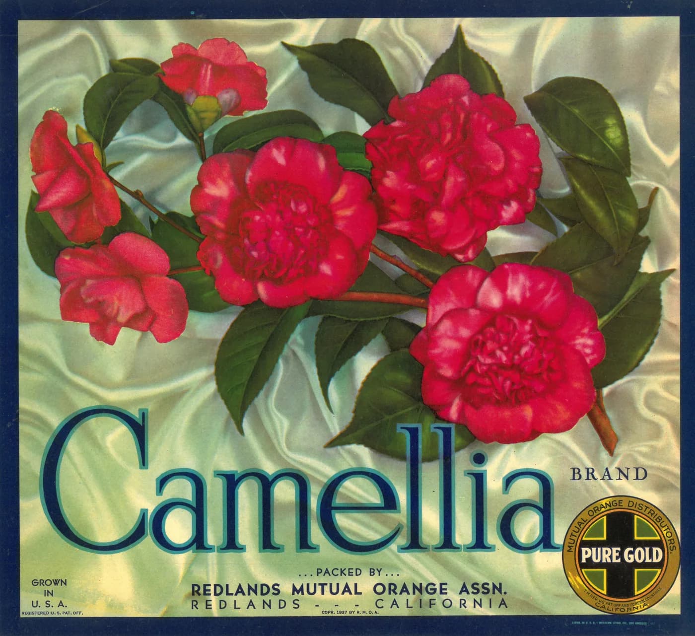 Camellia, citrus crate label, Redlands, California, 1940-1950
