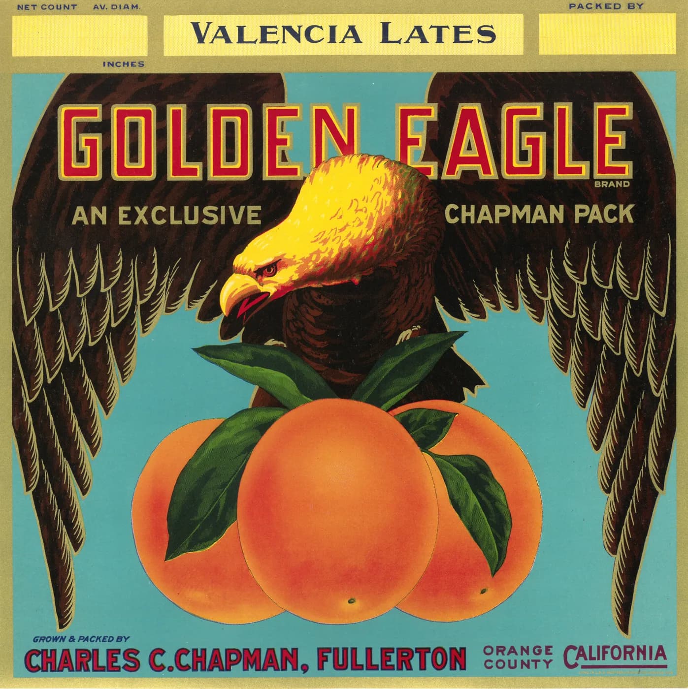 Golden Eagle, citrus crate label, valencia lates, Orange County, California, 1920-1930