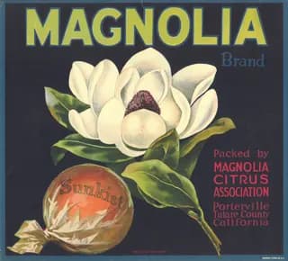 Magnolia, citrus crate label, navel orange, Porterville, Tulare County, California, 1930-1940
