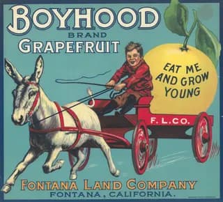 Boyhood, citrus crate label, grapefruit, Fontana, California, 1910-1920