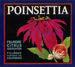 Poinsettia, citrus crate label, sunkist, Fillmore, Ventura Co., California, 1900-1910