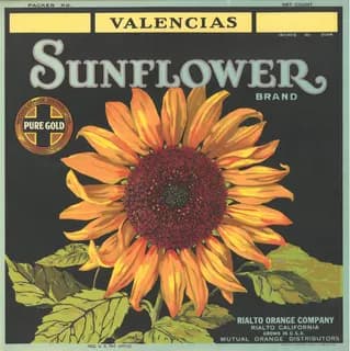Sunflower, citrus crate label, valencias, Rialto, California, 1926