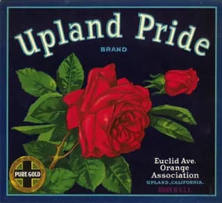 Upland Pride, citrus crate label, orange, Upland, California, approximately 1907
