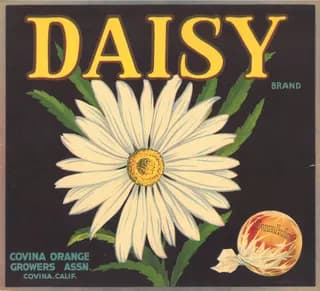 Daisy, citrus crate label, orange, Covina, Calif., 1920-1930