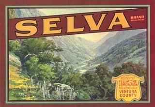 Selva, citrus crate label, Sespe Canyon, Fillmore, Calif., 1918