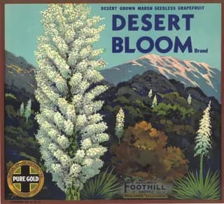 Desert Bloom, citrus crate label, marsh seedless grapefruit, Redlands, California, 1890-1900