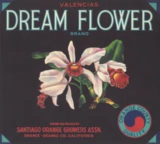 Dream Flower, citrus crate label, valencias, Orange - Orange Co. California, 1930-1940