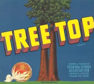 Tree Top, citrus crate label, sunkist, Lemon Cove, Tulare Co., Calif.