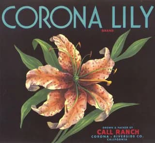 Corona Lily, citrus crate label, navel orange, Corona - Riverside Co., California, 1920-1930