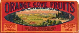 Orange Cove Fruits, citrus crate label, oranges, Orange Cove District, Central California, ©1924