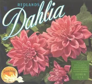 Redlands Dahlia, citrus crate label, Redlands, California, 1920-1930