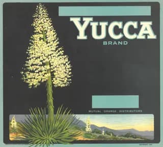 Yucca Brand, citrus crate label, Los Angeles (Calif.), 1924