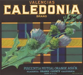 Caledonia, citrus crate label, valencias, Placentia, Orange County, California, 1910-1920